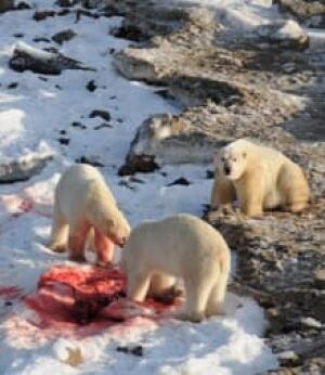 polar-bear-seal-carcass