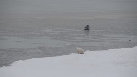 w-polar-bear