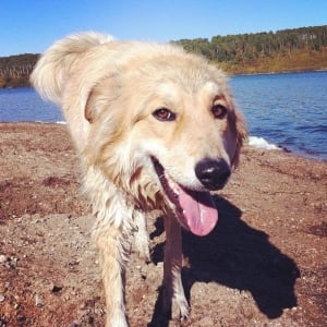 Dog killed near Melfot