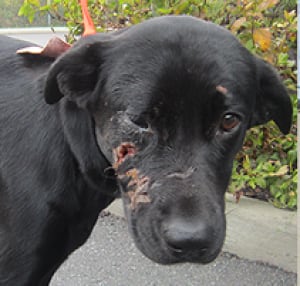 Ottawa dog attack breezy 1 (Oct. 21)