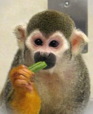 monkey-green-bean