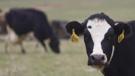 cow-cp-w5394536