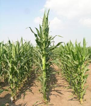 corn-genome-300