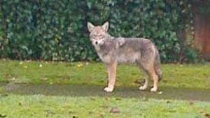 bc-090116-coyote1
