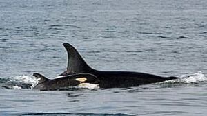 bc-090218-whale-calf-j44-mark-malleson