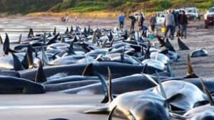 tp-whale-rescue-cp-6335151