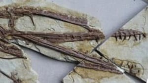 tp-Darwinopterus-skull