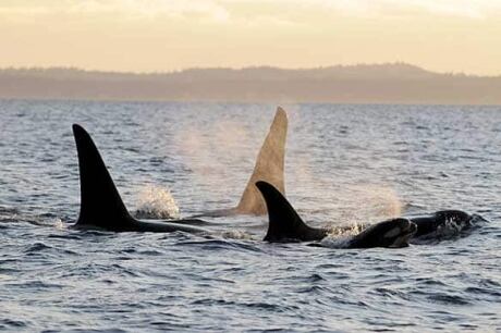 bc-090306-killer-whale-centre-whale-research-FULL