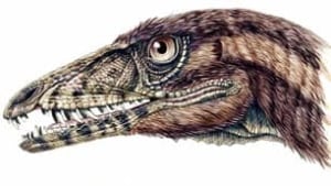 tp-dinosaur-tawa-head