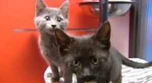 cats