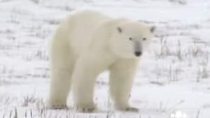 tp-north-arviatbear081125