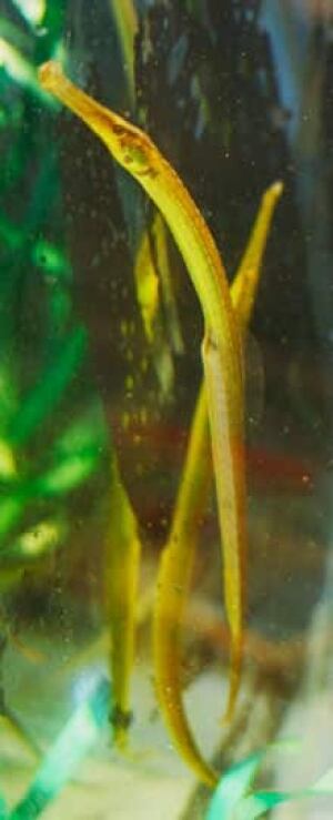 pipefish-cannibal