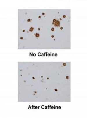 caffeine-mice
