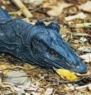 panay-monitor-lizard-cp-759