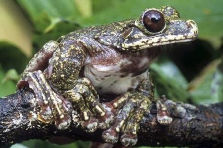 rabbs-tree-frog-cp-7591902
