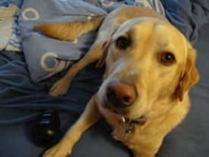 cgy-harley-dog