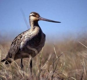 bar-tailed-godwit