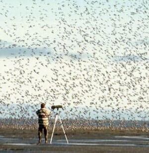 bird-migration-cp-922887