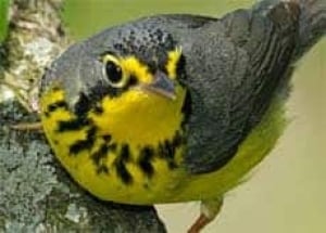 canada-warbler