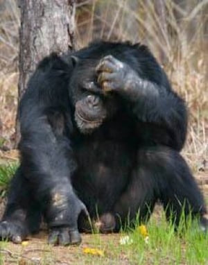chimp-cp-820348