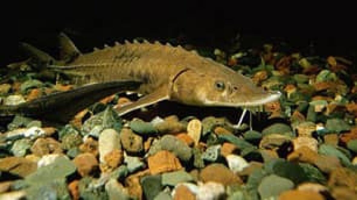 Endangered Lake Sturgeon focus of new study Saskatchewan CBC News