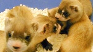 sk-black-footed-ferret-2-US