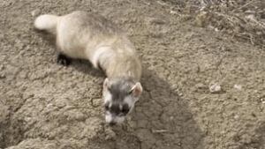 sk-blackfooted-ferreet-3-US