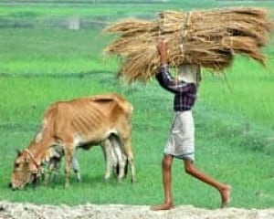 indiafarm-cp-5100750