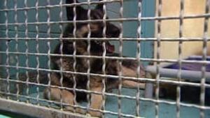 bc-080723-homeless-dog3