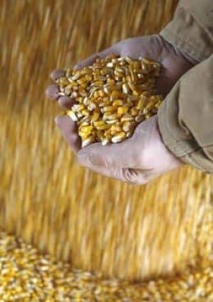 corn-cp-RTX69O3