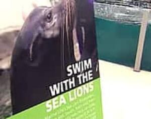 edm-sealion1