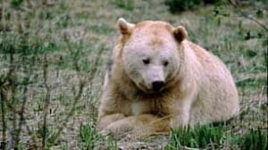 bc-081128-great-bear