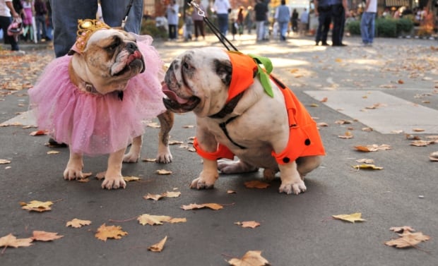 Dogs in costume