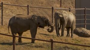 toronto-elephants-california