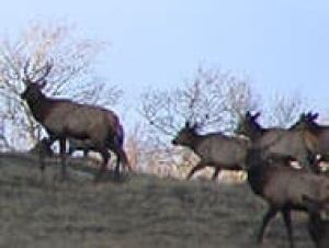 elk070102