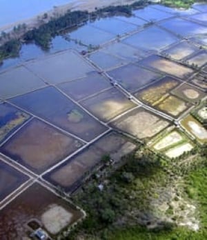 borneoshrimpfarm-080703