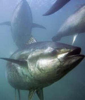 bluefintuna-080703