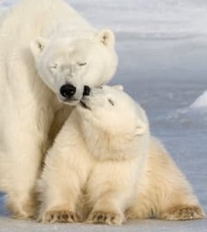 polar-bear-cp-3849643