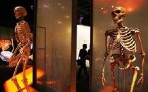 skeleton-cp-10402062306