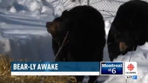 Bears awake
