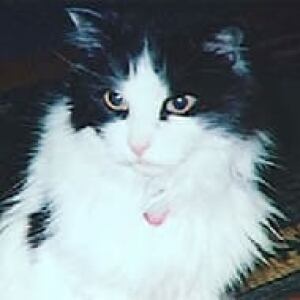 ot-slim-the-cat-070704