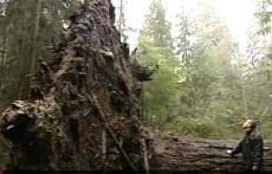 stanley-park-uproot061220