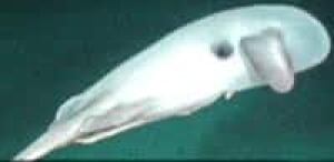 marinelife-cbc-070730