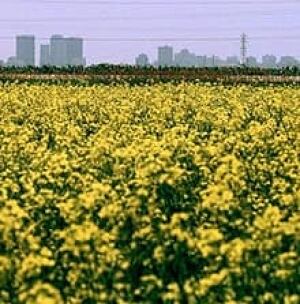 canolafield-cp-1067298