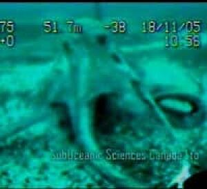 octopus_attack060127