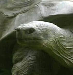 turtle_051115