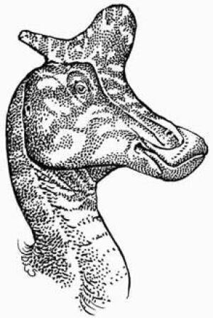 lambeosaurus_060124