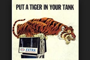 tiger
