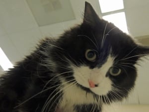 Quinn the cat