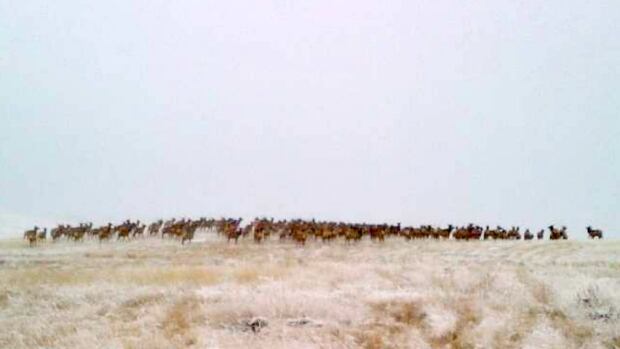 Elk on the base